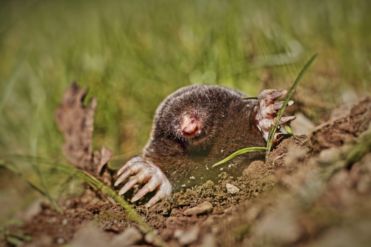 How to get rid of a mole from your garden How to get rid of a mole from your garden