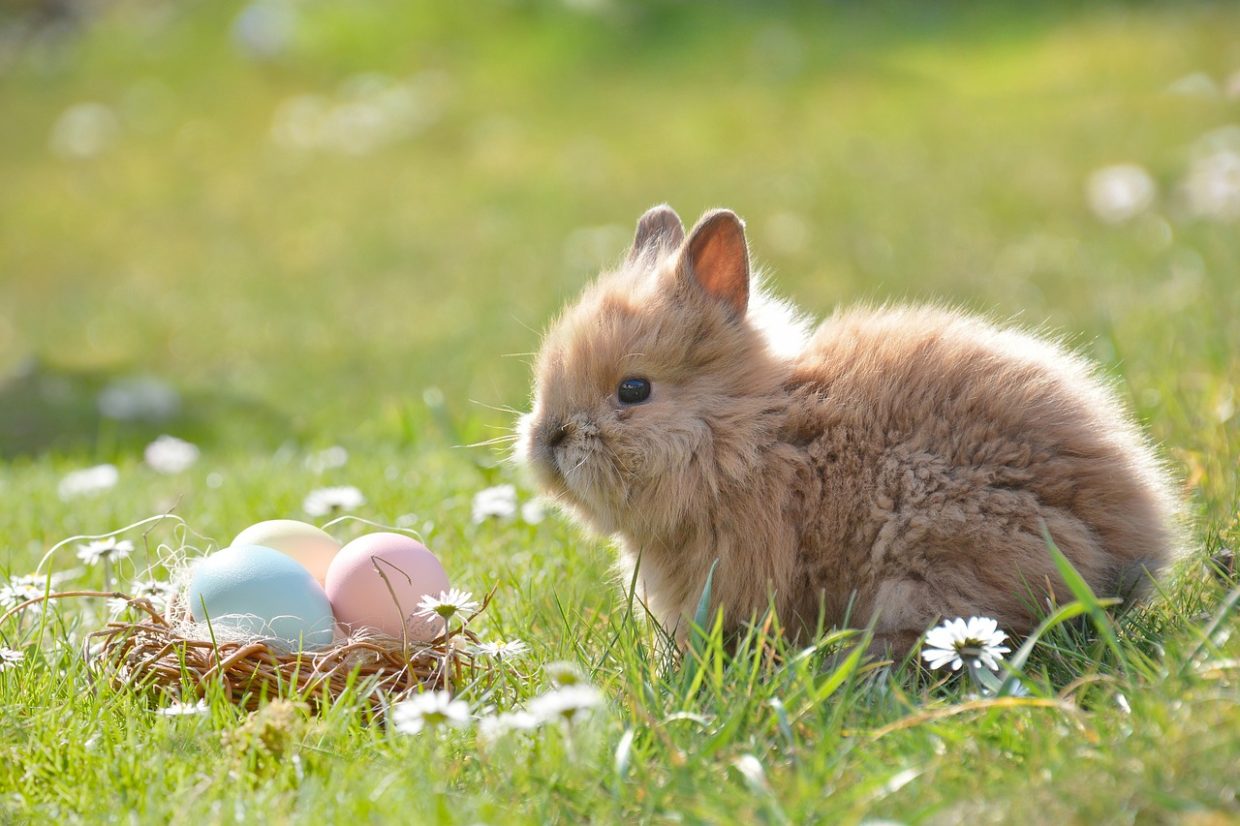 Proper feeding of the rabbit