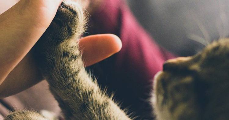 Is your cat peeing in the house? Are you wondering what to do?