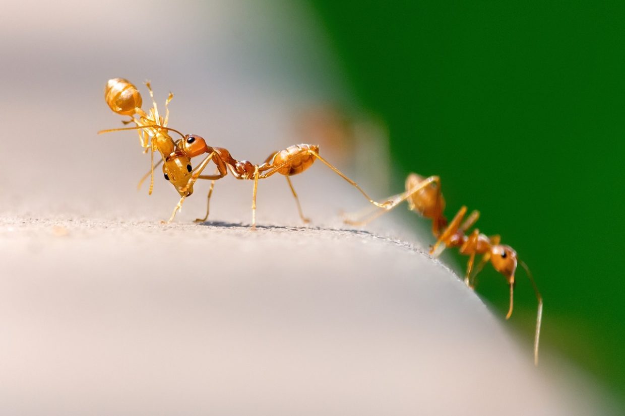 Ants in the house! how to fight them with home remedies? Ants in the house! how to fight them with home remedies?