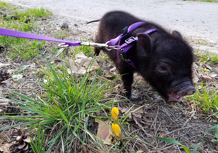 miniature pig