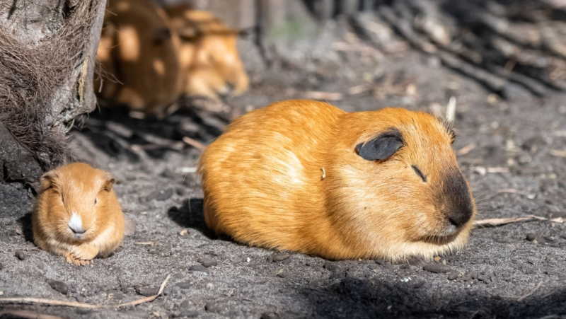 Cuy guinea pig