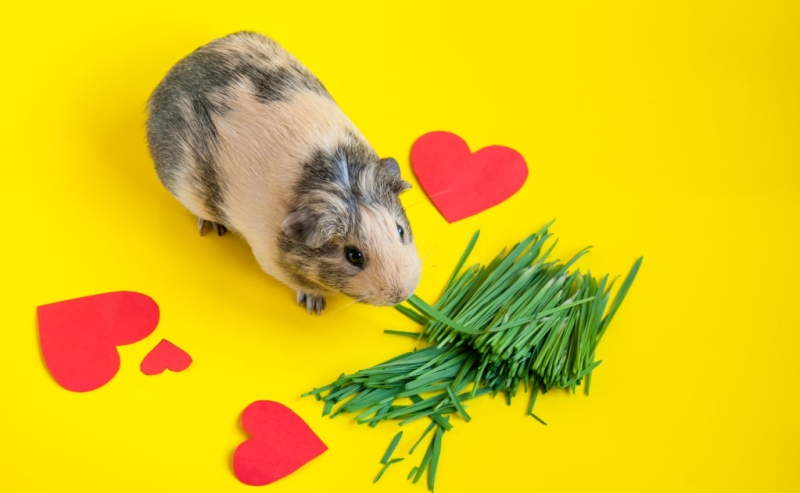 Smooth-haired guinea pig