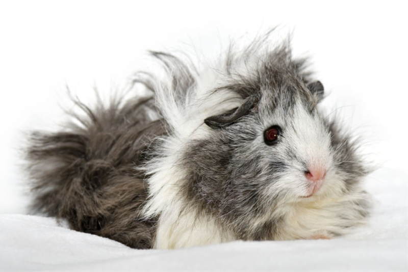 Texel guinea pig