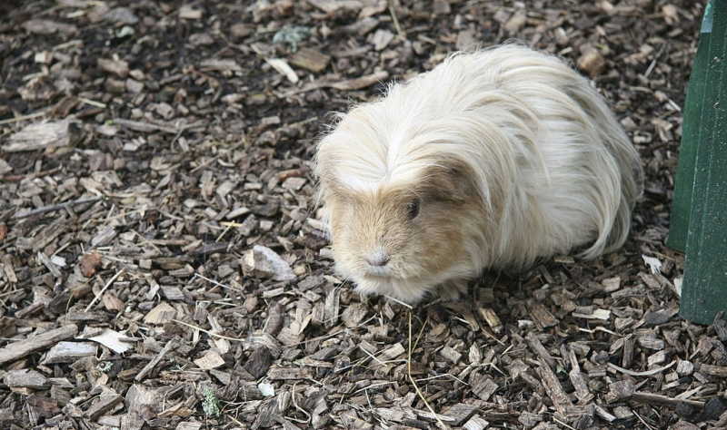 Rex guinea pig