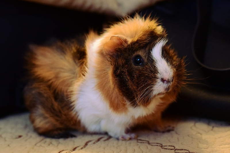Guinea pig rosette (abyssinian)